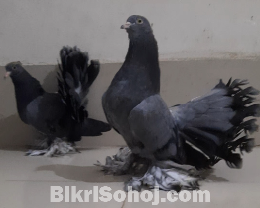 Pigeon / Kobutor / কবুতর / লক্ষ্যা